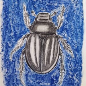 sketch of a beetle